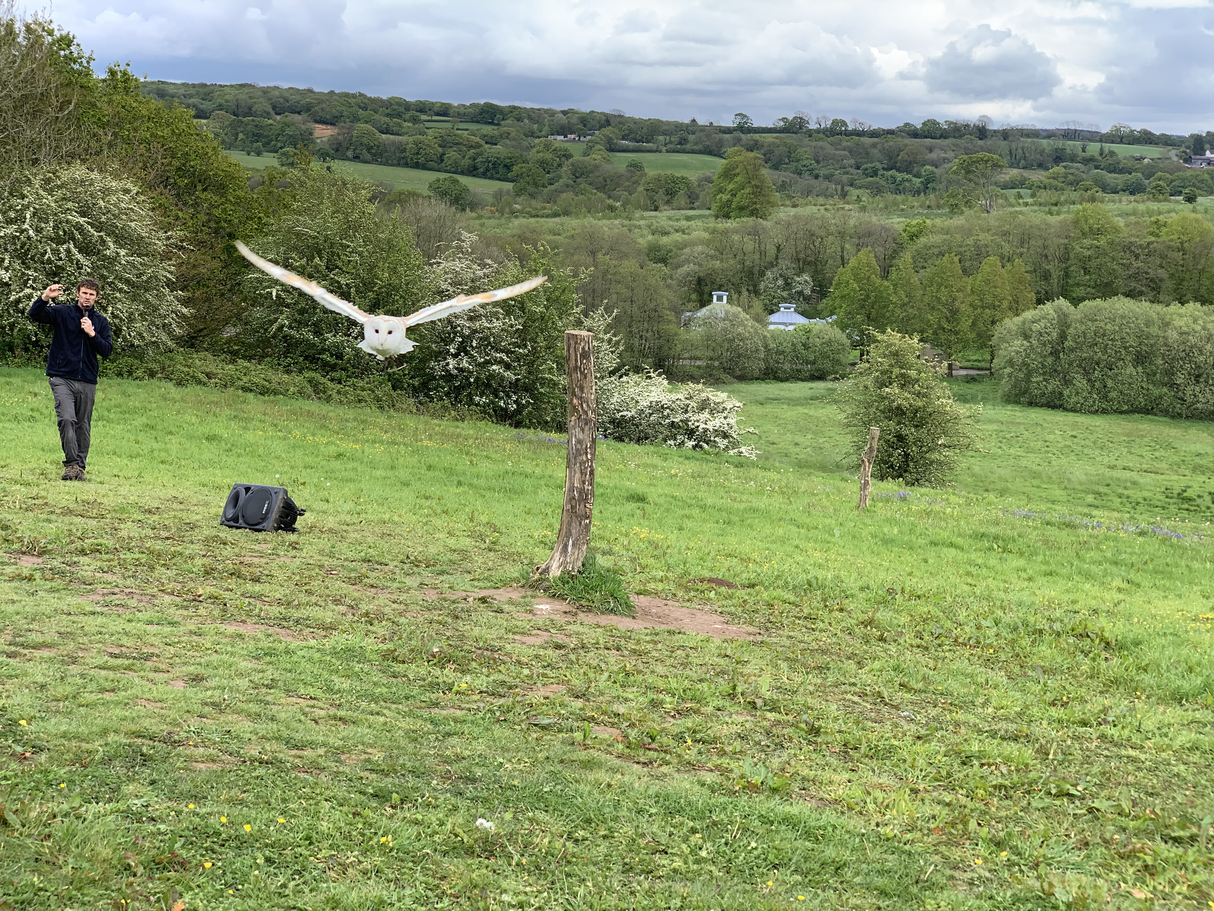 Beautiful Barn Owl in flight.