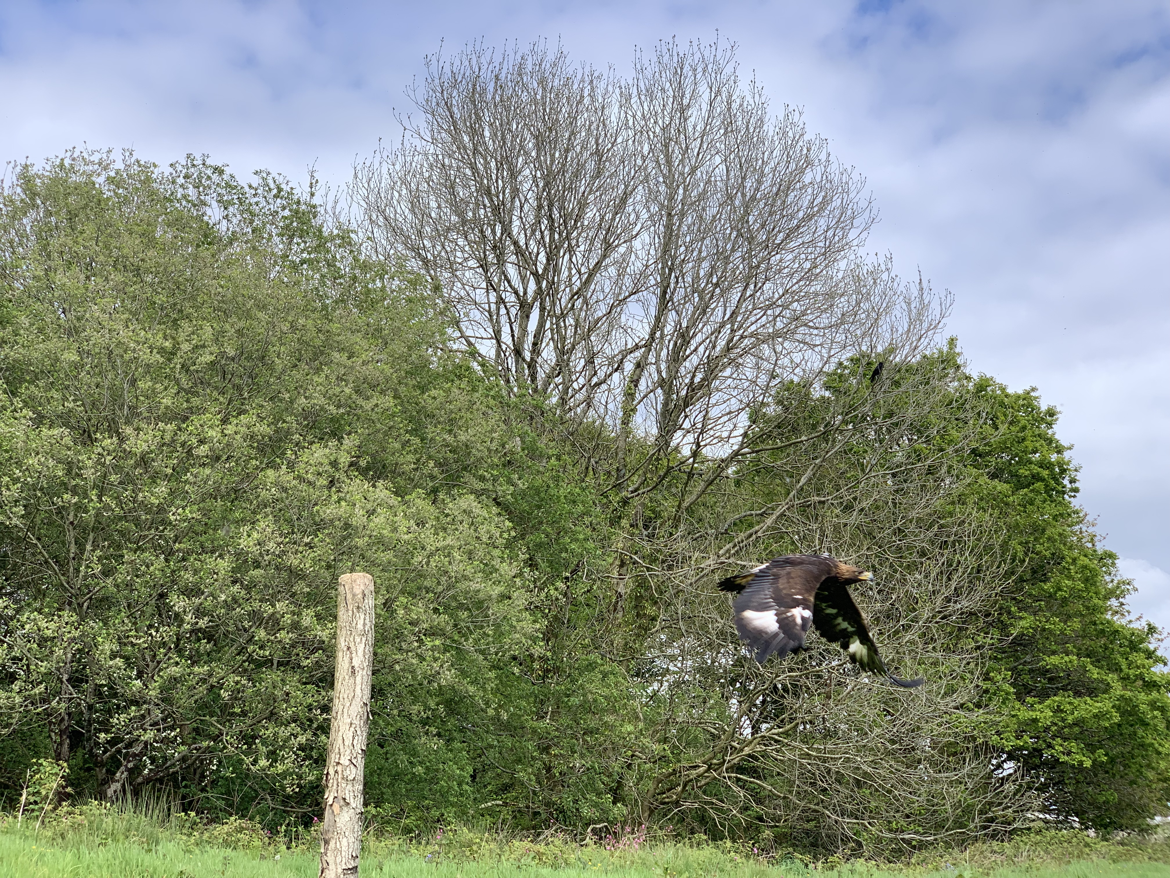 Golden Eagle in flight.