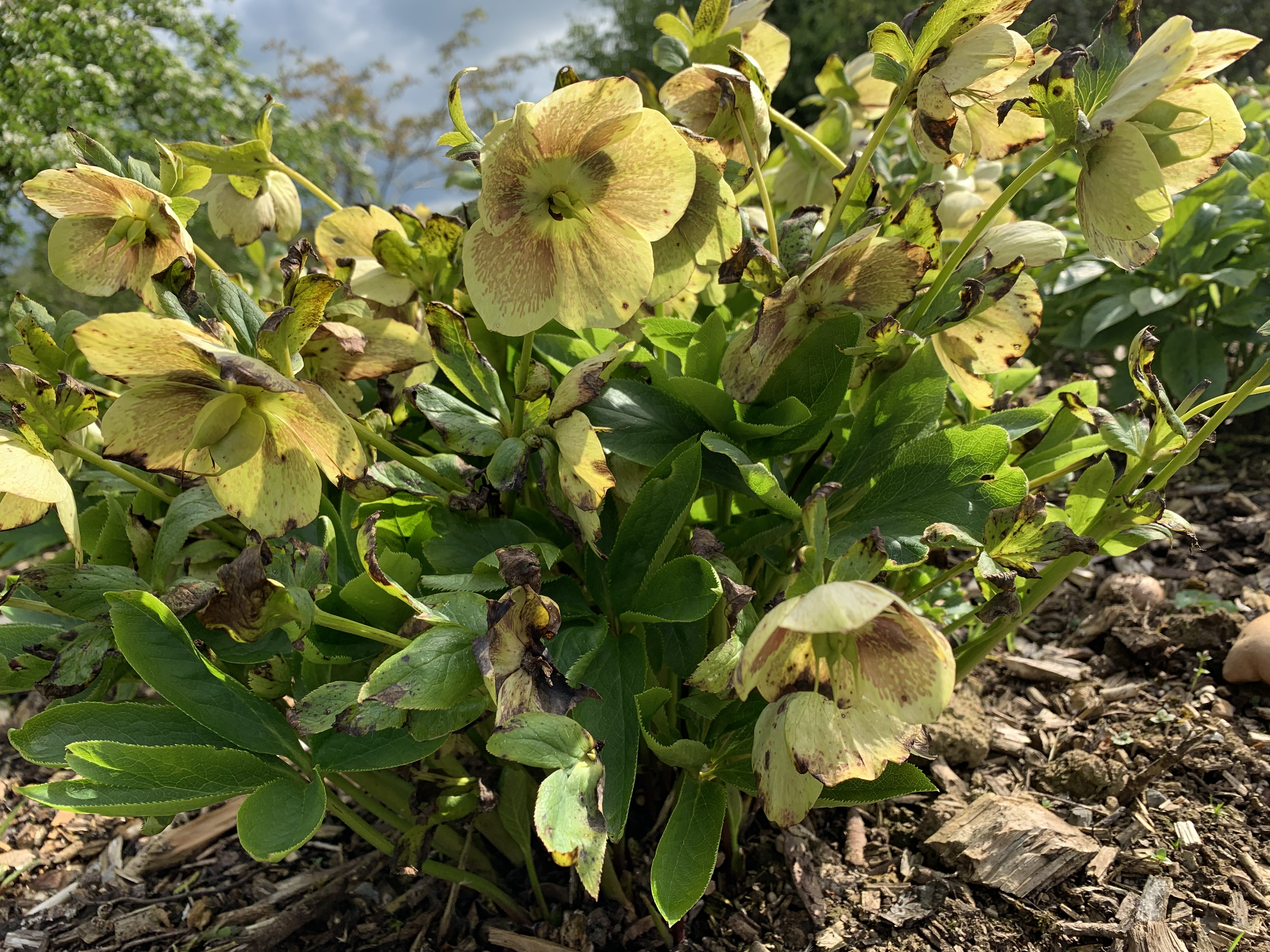 Hellebores